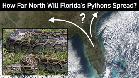 Image result for Python Population in Florida Map