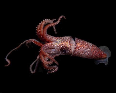 Toradh íomhá ar Octopus Vision