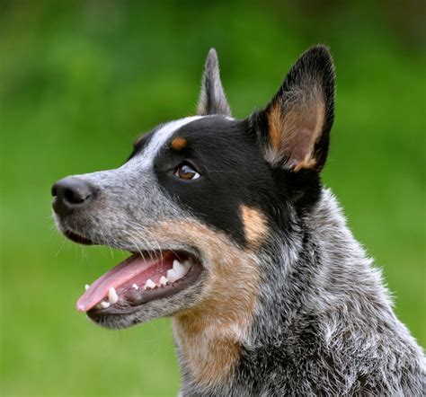 Afbeeldingsresultaten voor Australian Cattle Dog Schets