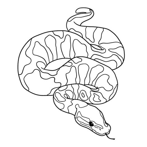 Image result for Python Tekening