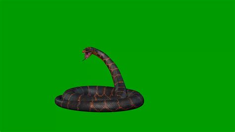 Image result for Snake Python Real