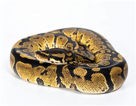 Toradh íomhá ar Ball Python White Coiled
