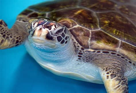 Image result for Green Turtle Shell