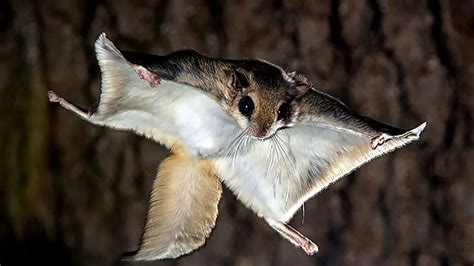 17 Facts About Red Squirrel - Facts.net