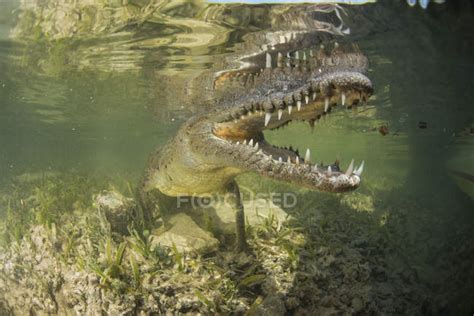 American saltwater crocodile showing teeth — Mouth Open, crocodylia ...