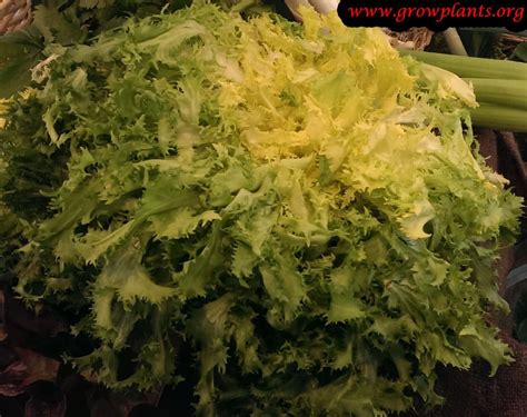 Image result for Curly Endive Lettuce