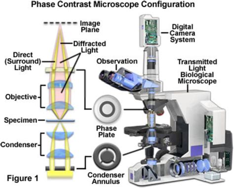 Image result for Digital Phase Contrast Microscope