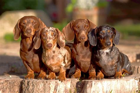 27 Dachshund Colors & Markings (With Pictures)