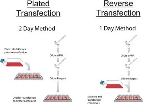 RNAiMAX Reverse Transfection に対する画像結果