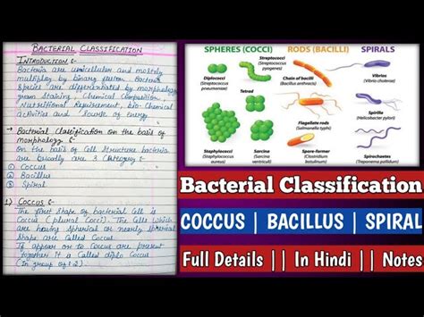 Coccus Bacterial Shape, Examples, Signs And Symptoms Sri, 46% OFF
