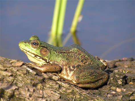 Image result for Frog Insect