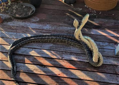 Toradh íomhá ar Python Snake Rearing