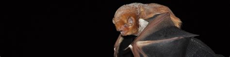 Image result for Wisconsin Bat Program