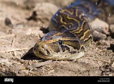 Image result for African Rock Python Movement