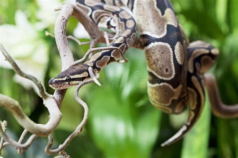 Image result for Royal Python Skull