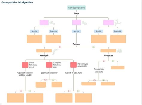 Image result for Gram-positive Algorithm