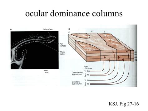 Afbeeldingsresultaten voor Columnar Organization of Visual Cortex