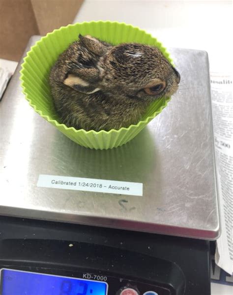 Image result for Newborn Jackrabbit