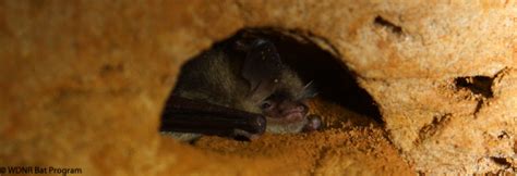 Image result for Wisconsin Bat Program