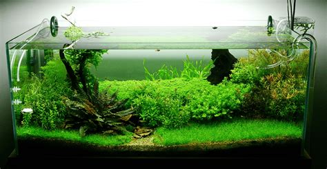Image result for Fish Tank Setup