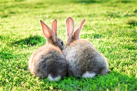 Image result for Rabbit Compact Tail