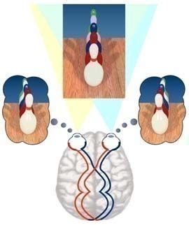 Stereoscopic Vision Example ପାଇଁ ପ୍ରତିଛବି ଫଳାଫଳ