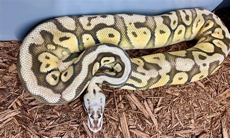 Toradh íomhá ar Super Specter Ball Python