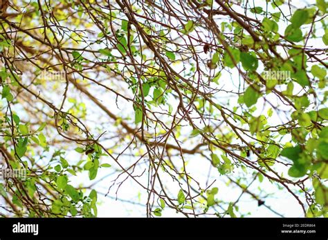 Image result for Spring Tree Branch