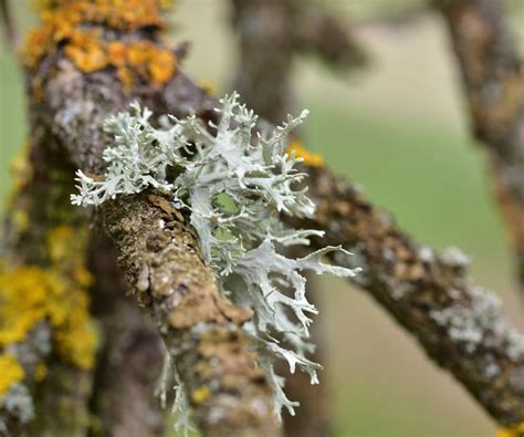 Image result for Lichen Moss
