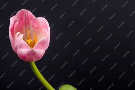 Image result for Tulip Side View