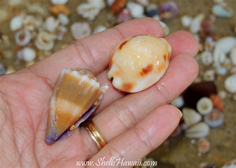 Image result for Hawaii Shells
