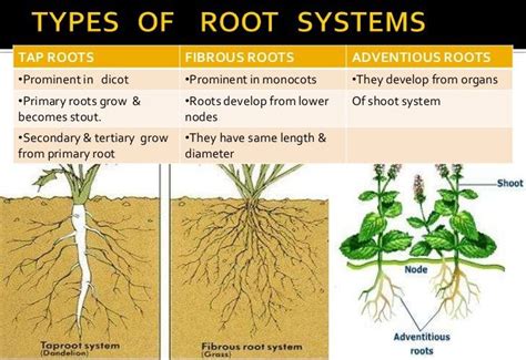 Toradh íomhá ar Flowering Plum Tree Root System