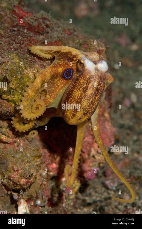 Image result for Octopus Siphon