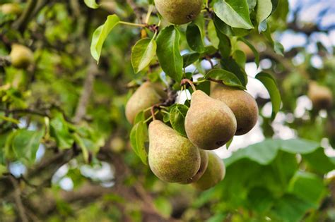 Image result for Bartlett Pear Tree Pollination