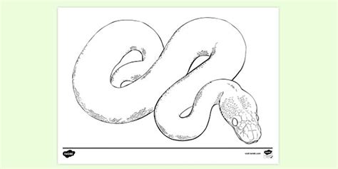 Image result for Carpet Python Colouring