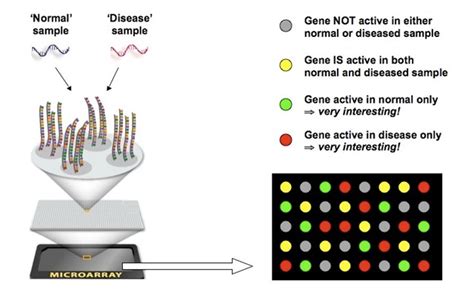 Afbeeldingsresultaten voor Microarray De ADN