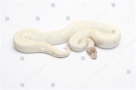 Image result for Ivory Royal Python