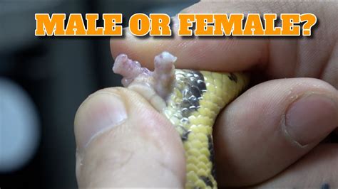 Image result for Snake Gender Ball Python