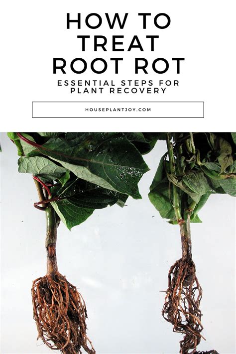 Image result for How to Treat Root Rot