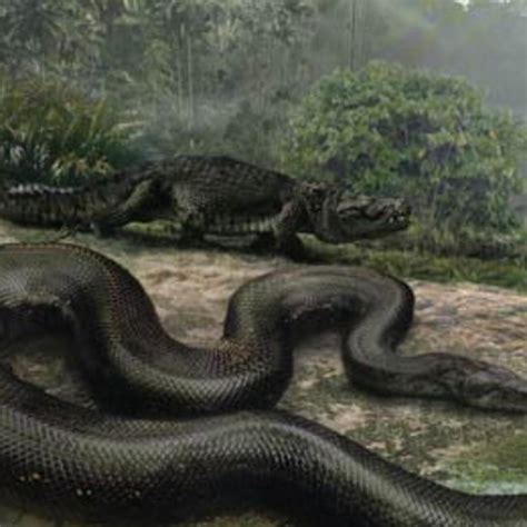 13 Foot Snake に対する画像結果