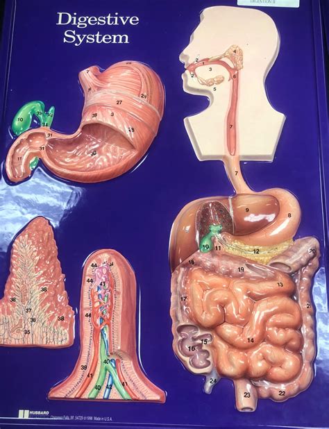 Image result for Digestive System Model Labeled