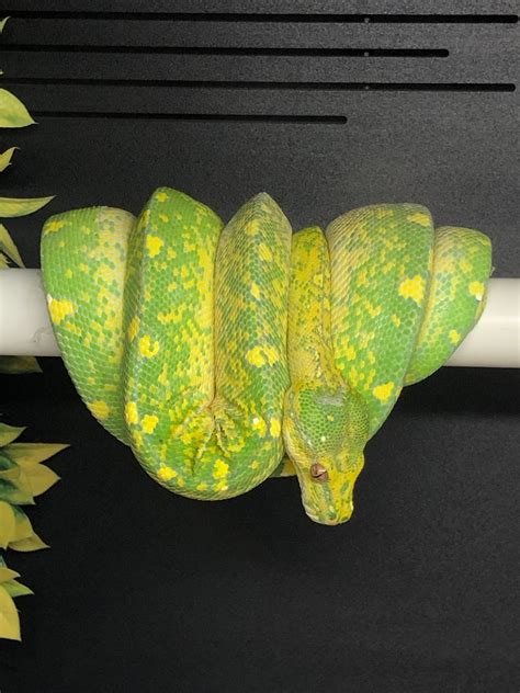 Designer Green Tree Python's に対する画像結果