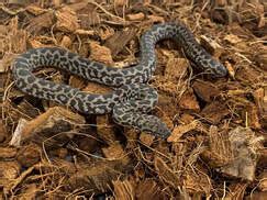 Image result for Granite Marrble Spotted Python
