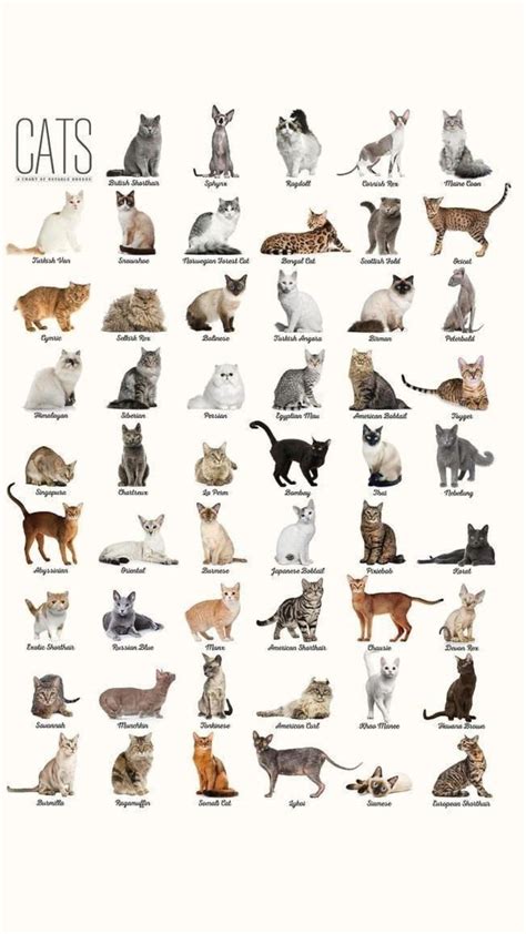 Different Types of Cats に対する画像結果