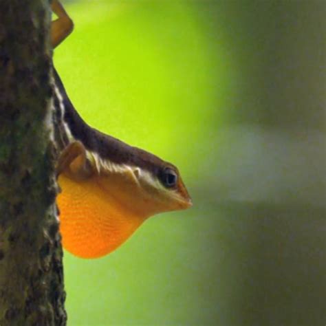 Anole Lizard Evolution Virtual Lab Key に対する画像結果