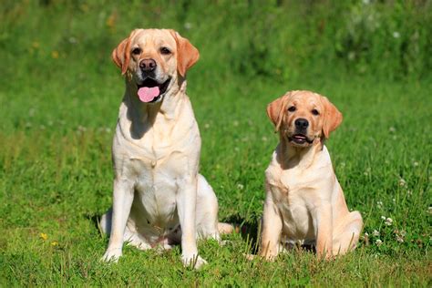 Labrador Mixed with Golden Retriever માટે ઇમેજ પરિણામ