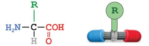 Afbeeldingsresultaten voor Protein Backbone Structure
