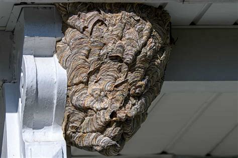 What Is a Wasp Nest に対する画像結果