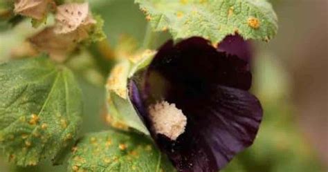 Toradh íomhá ar How to Care for Hibiscus