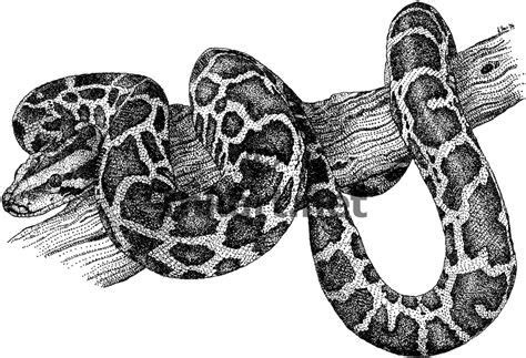 Diamond Python Realistic Drawings に対する画像結果